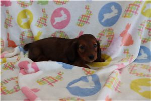 Waylon - Dachshund, Mini for sale