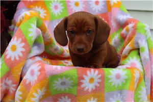 Bobby - Mini Dachshund for sale