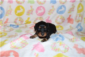 Zeke - Dachshund, Mini for sale