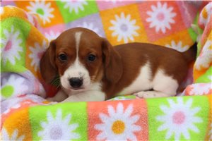 Breckan - Mini Dachshund for sale