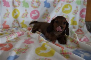 Waylon - Dachshund, Mini for sale