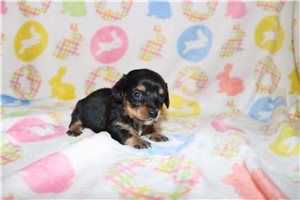 Zachary - puppy for sale