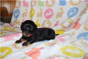 Zinnia - puppy for sale