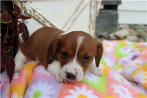 Breckan - Mini Dachshund for sale