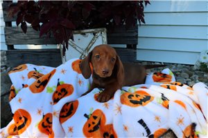 Bunny - Mini Dachshund for sale