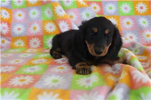 Zeke - Dachshund, Mini for sale