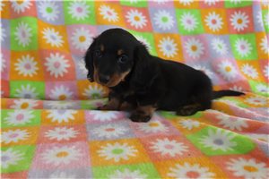 Zara - Mini Dachshund for sale