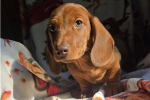 Bobby - Mini Dachshund for sale
