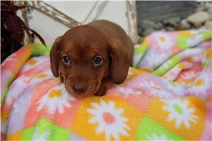 Bunny - puppy for sale