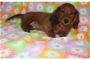 Waylon - Dachshund, Mini for sale