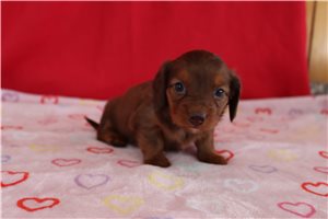 Wendi - puppy for sale