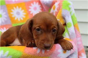 Bunny - Mini Dachshund for sale