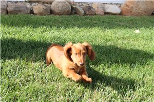 Teddy - Dachshund, Mini for sale