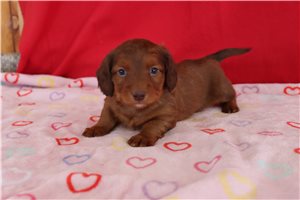 Walter - puppy for sale