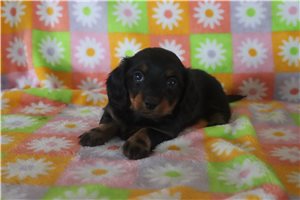 Zinnia - Dachshund, Mini for sale