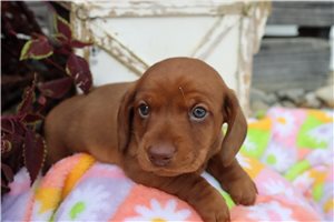 Bobby - puppy for sale