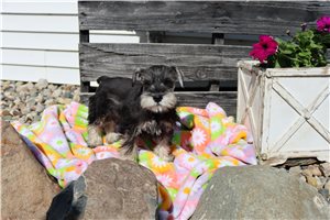 Dorian | Puppies For Sale at Pawrade