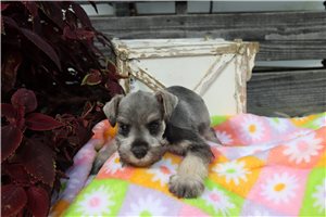 Ayden - Schnauzer, Miniature for sale
