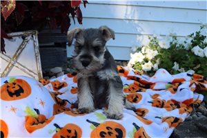 Ayden - Miniature Schnauzer for sale