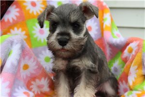 Ayden - Miniature Schnauzer for sale