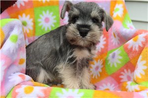 Arturo - Miniature Schnauzer for sale