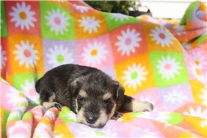 Anya - puppy for sale