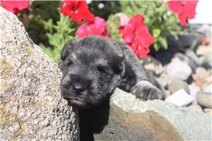 Ayden - Schnauzer, Miniature for sale