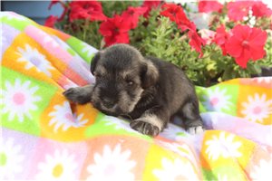 Amiyah - puppy for sale