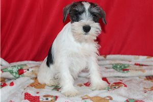 Vicki - puppy for sale