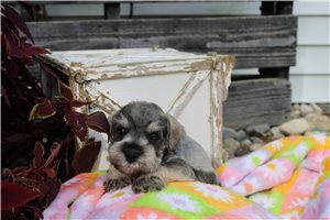 Arturo - Schnauzer, Miniature for sale