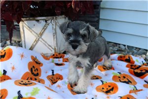 Arturo - Miniature Schnauzer for sale