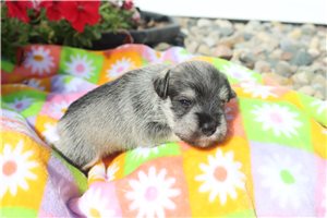 Arturo - puppy for sale