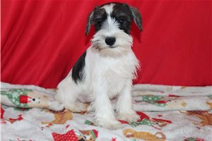 Vector - puppy for sale