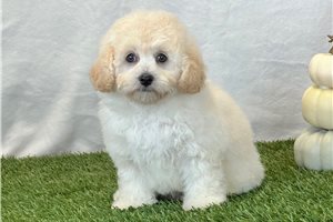 Finley - Bich-Poo for sale