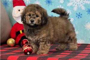 Benson - puppy for sale