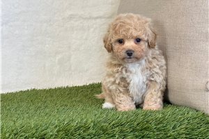 Auggie - puppy for sale