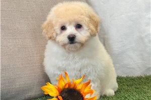 Fern - Bich-Poo for sale