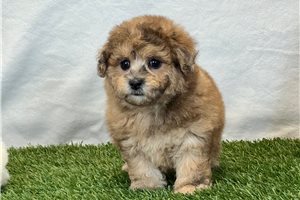 Fiona - Bich-Poo - Bichpoo for sale