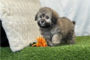 Leon - Bich-Poo - Bichpoo for sale