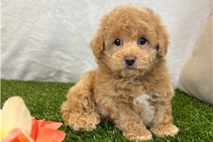 Leah - Bich-Poo - Bichpoo for sale