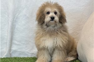 Alexis - Bich-Poo - Bichpoo for sale