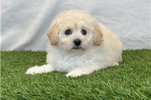 Finley - Bich-Poo - Bichpoo for sale