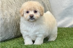 Fern - Bich-Poo - Bichpoo for sale