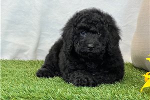 Herman - Bich-Poo for sale