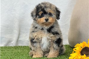 Harry - Bich-Poo for sale