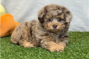 Leilani - puppy for sale