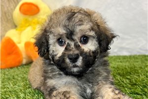 Leon - Bich-Poo - Bichpoo for sale