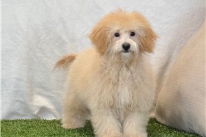 Bella - Bich-Poo - Bichpoo for sale