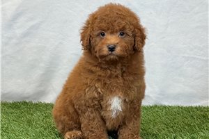 Hunter - Bich-Poo for sale