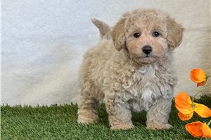 Auburn - puppy for sale